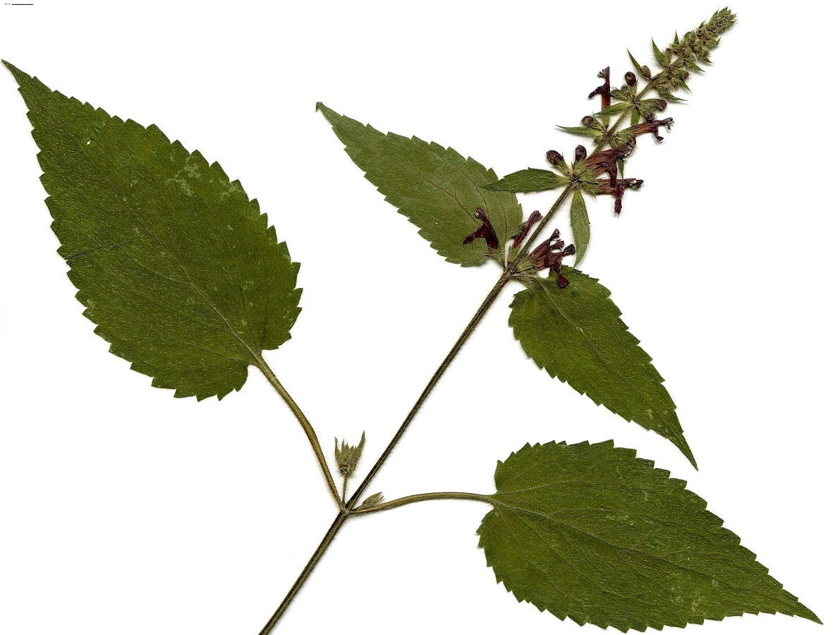 Stachys sylvatica (Lamiaceae)